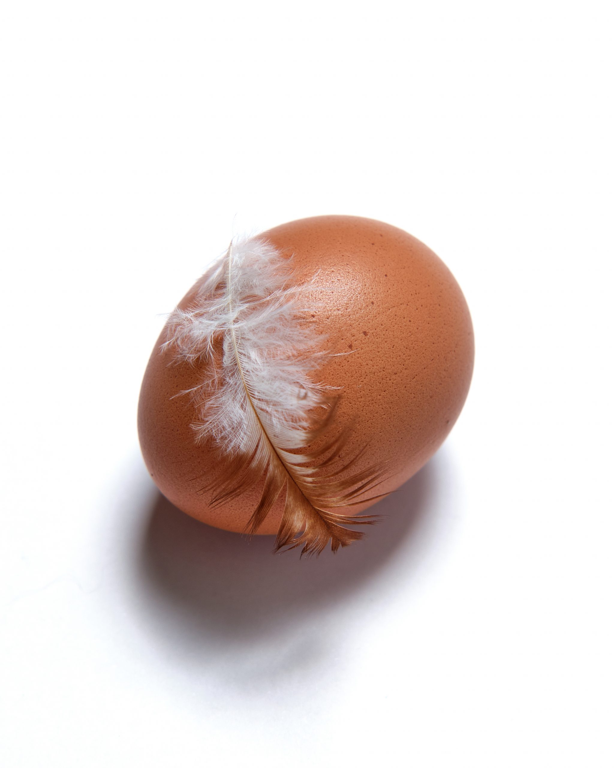 whole brown egg with a small white feather attached