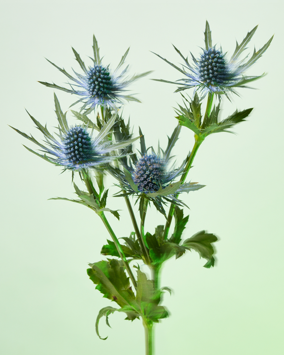 blue thistle