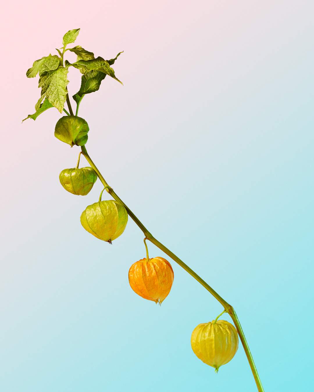 orange bobble flower on pastel gradient background